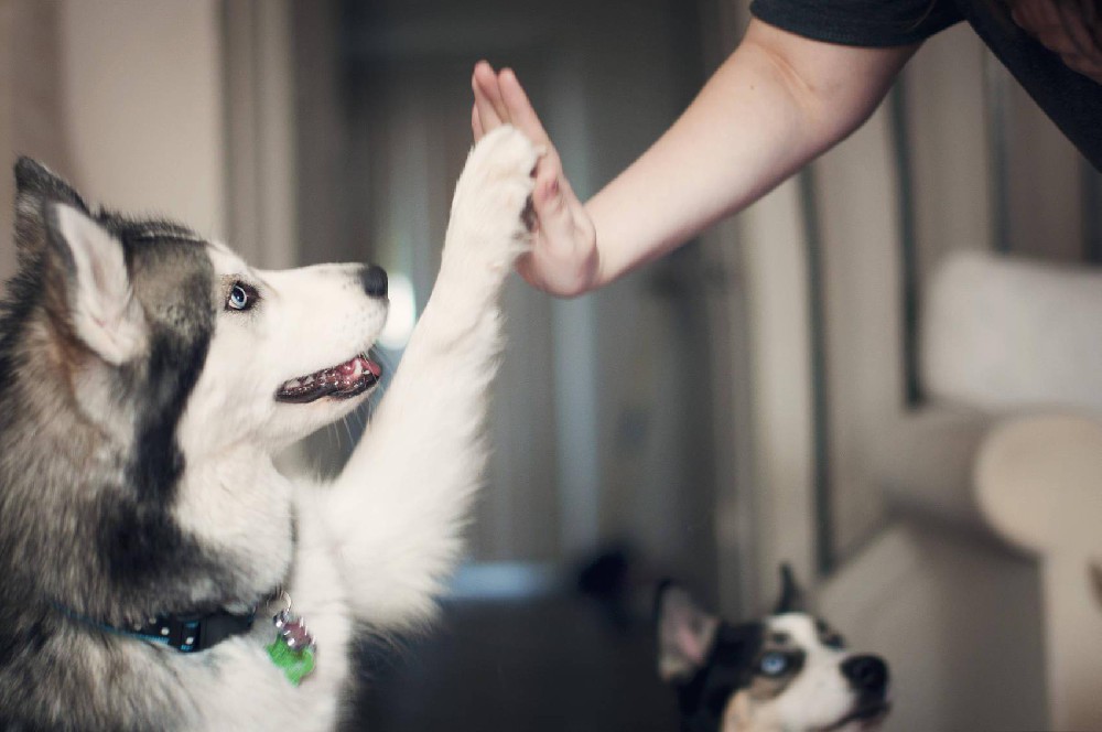 宠物行业发展动能强劲 板块投资机遇值得关注